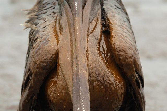A Brown Pelican is seen on the beach at East Grand Terre Island along the Louisiana coast after being drenched in oil from the Deepwater Horizon oil spill. 